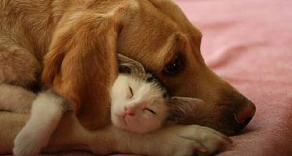 Umsögn Astma- og ofnæmisfélags Íslands vegna frumvarps til laga um breytingu á lögum um fjöleignarhú&hellip;