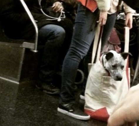 Tilraunaverkefni að leyfa gæludýr í strætó frá 1. mars 2018