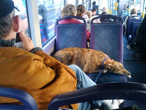 Gæludýr í Strætó, viðtal við Fríðu Rún Þórðardóttur formann AO