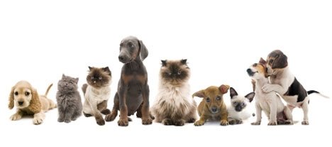 Málþing: Nýjar reglur um velferð gæludýra