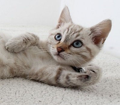 Fleiri vilja ekki sjá gæludýr á veitingastöðum