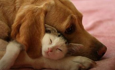 Umsögn Astma- og ofnæmisfélags vegna katta- og hundahalds