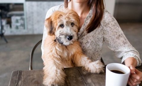 Álitsgerð AO um gæludýr á veitingahúsum