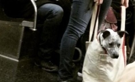 Tilraunaverkefni að leyfa gæludýr í strætó frá 1. mars 2018