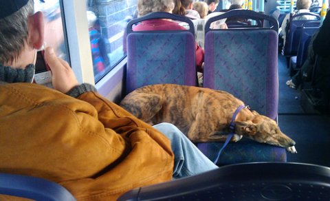 Gæludýr í Strætó, viðtal við Fríðu Rún Þórðardóttur formann AO