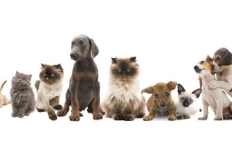 Málþing: Nýjar reglur um velferð gæludýra