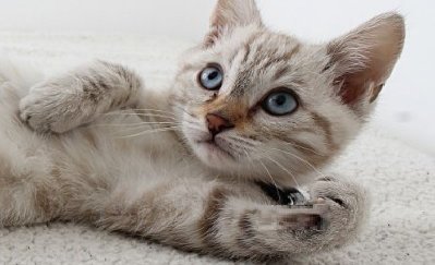 Fleiri vilja ekki sjá gæludýr á veitingastöðum